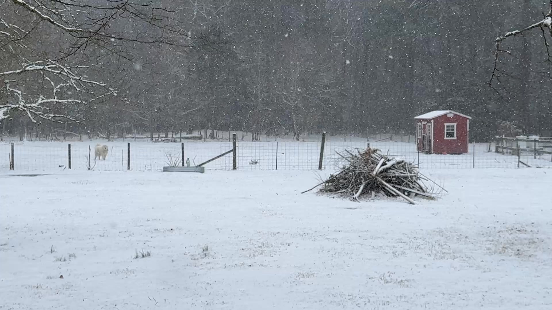 Our first real snow on the Ponderosa! I love the peacefulness it brings - even with the dog barking.