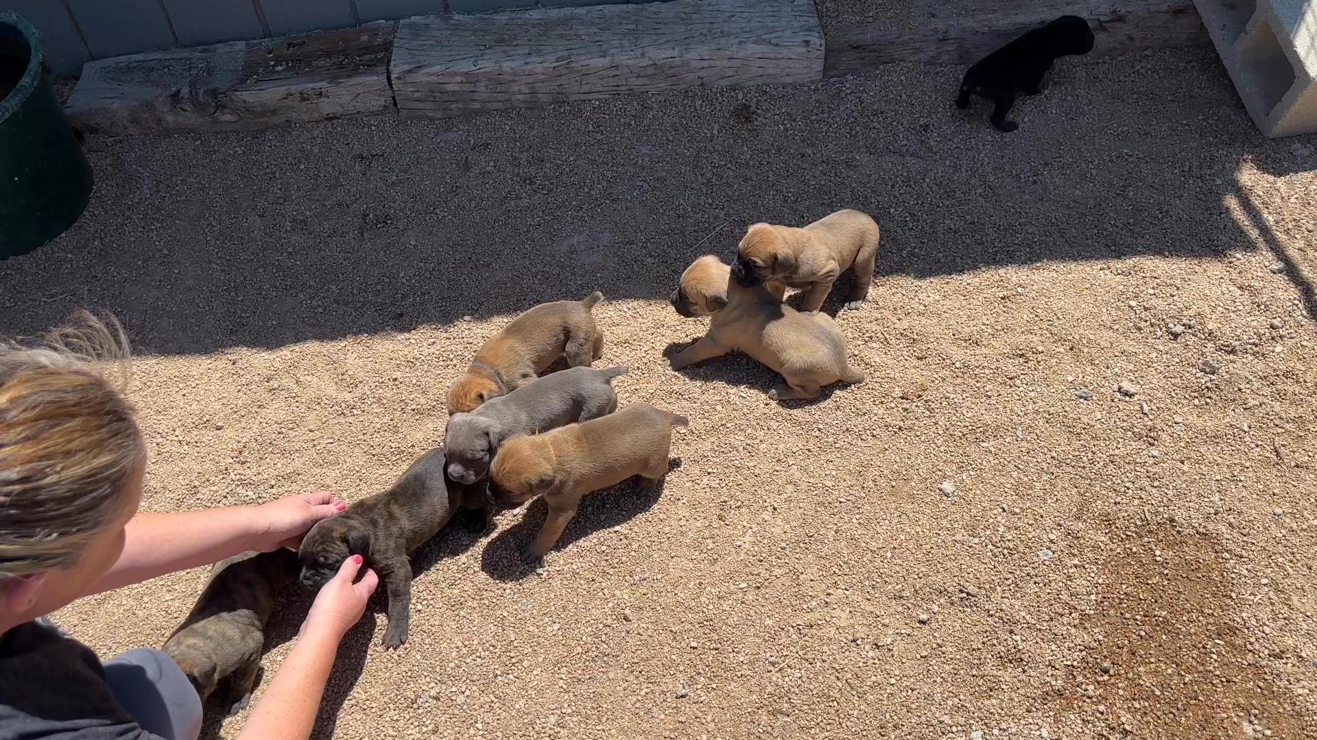 Our puppies just turned 3 weeks old and had their first outdoor adventure! These little ones are growing fast and looking amazing. We still have a couple of pups available—don’t miss your chance to bring one of these sweethearts home!”