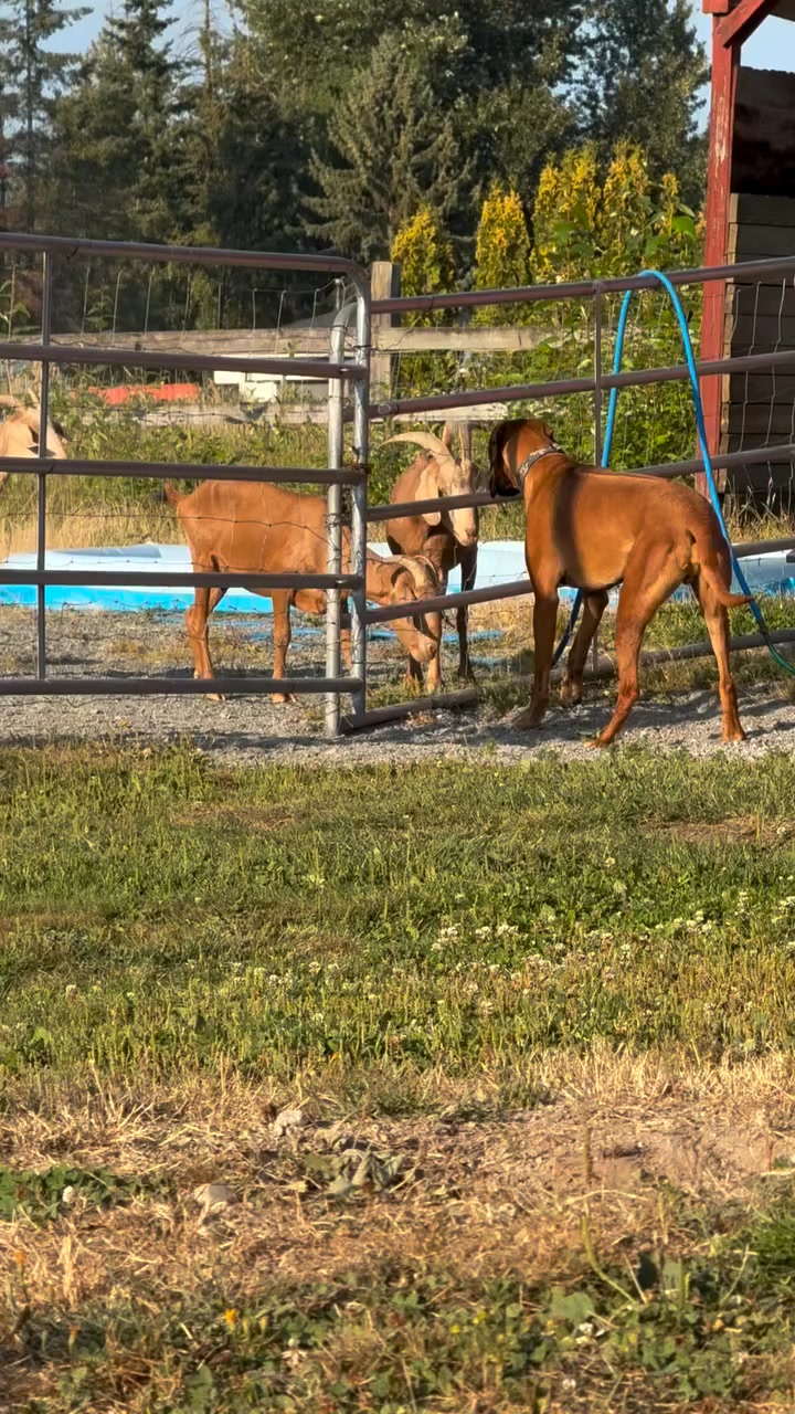 Hennessey the Ridgeback is going to be friends with the goats. #goats #rhodesianridgeback #ridgeback #friends #farmlife #goatlife #doglife