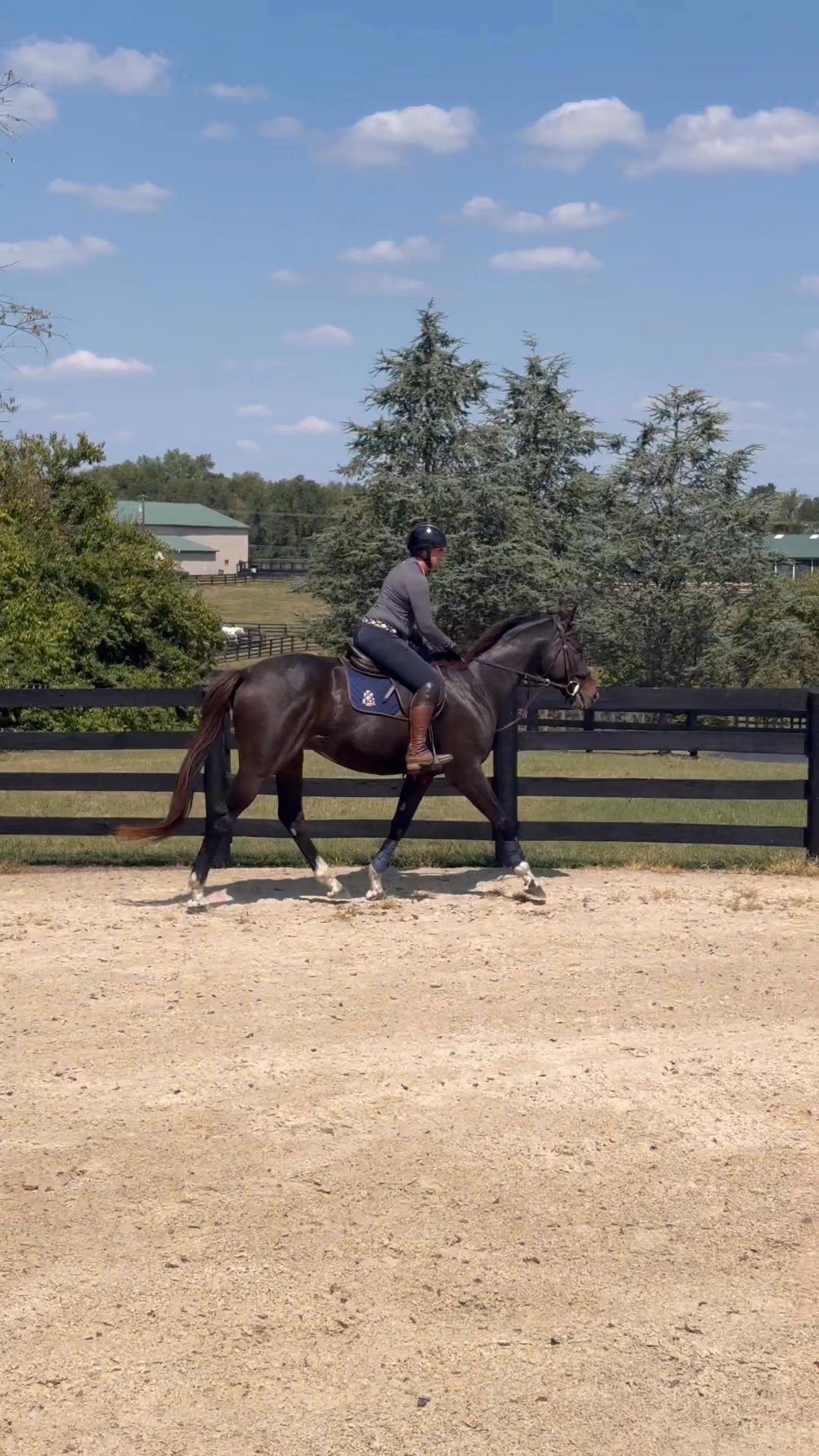 Carpenter's Call went for a little off-site jump school this week and was a solid citizen as always! More info at https://www.brownsteadfarm.com/horses-for-sale-1/carpenter's-call
