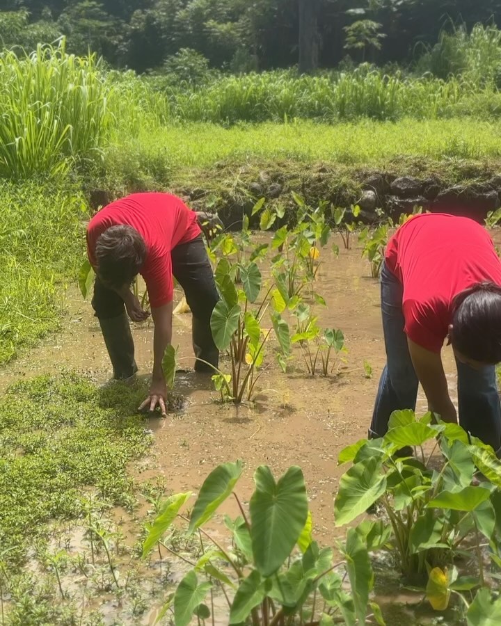 📢SOUND ON 📢 🙏🏽🌱Chanting life back into ʻĀina after years of privation and being hidden beneath the over growth of invasive species, we mahalo not only our kupuna but the ones that have also been called to tap into the collective mission of Aloha ʻĀina to uncover these gems in the middle of the jungle. Mahalo @lanakilamangauil @hoa_hawaii for opening the doors and planting the seeds of real change in these beautiful haumana.
#aloha #alohaaina #niulii #kohala #mahalokeakua #kuleana #ancestralwisdom #landrestoration #ahupuaa #hawaiiculture #pono #landback #kanu #kanuokaaina