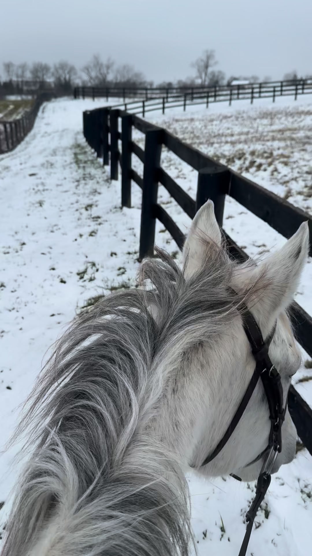 Love this little mare in be gotten to restart for Sharon Shepard. She's just a curious, happy girl! #OTTB #thirdcareer #brownsteadrestart
