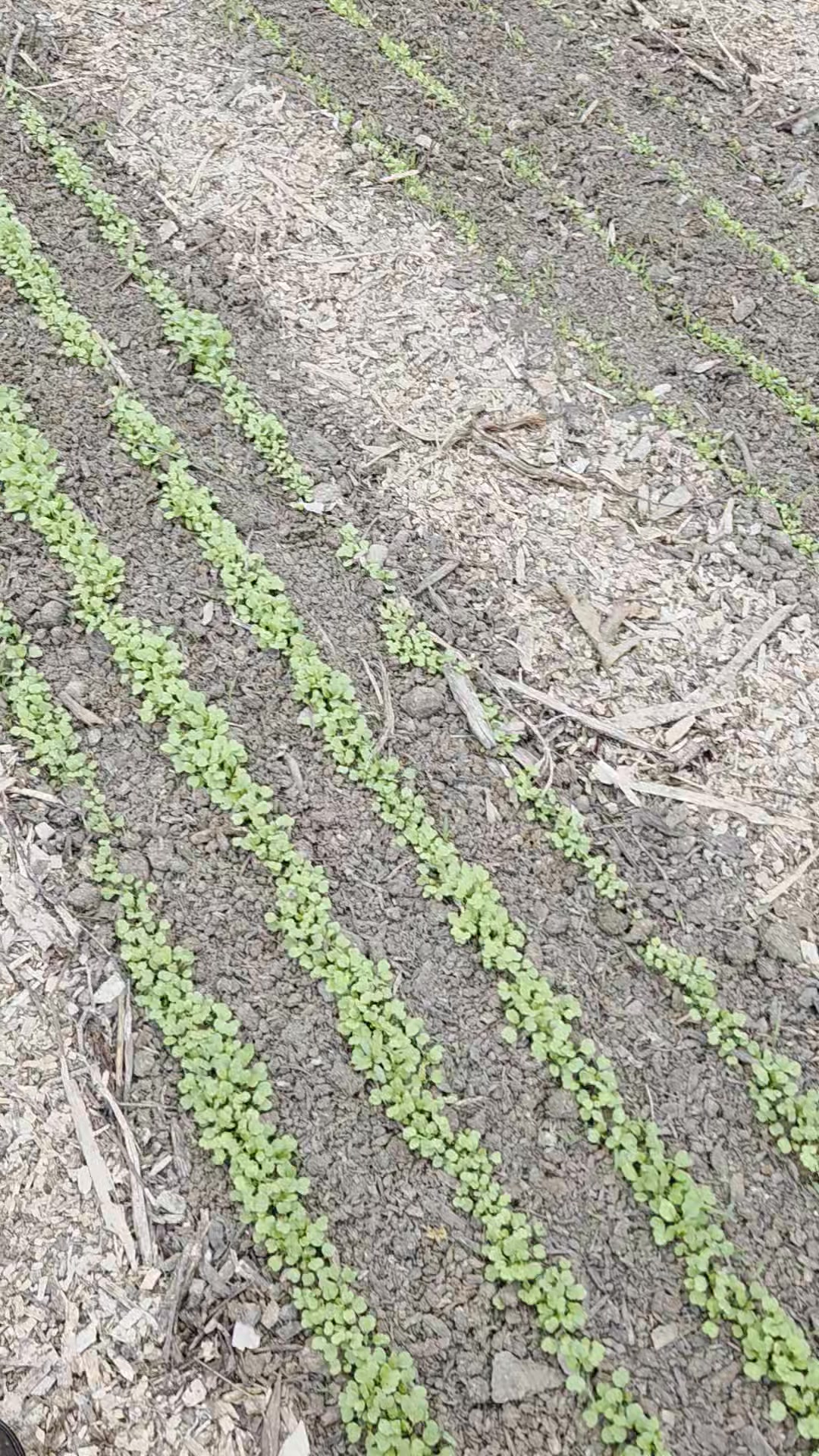 The greenhouse is coming to life! Woot won't! Romaine, arugula, radishes, and soon tomatoes. Stay tuned, we're Simply Growing Food!