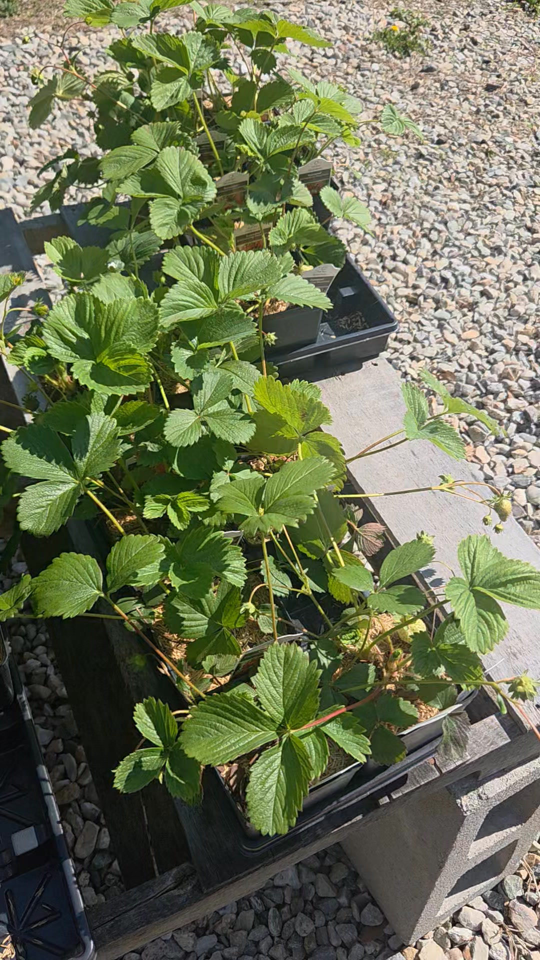 Adding another crop to our list this season. Strawberries! So delicious, so fresh, and zero chemicals. Stay tuned, as we grow, so doesn't our menu.
Simply Growing Food