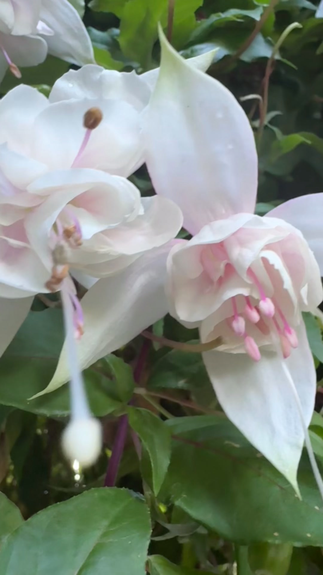 For the love of a Pink
Marshmallow Fuchsia