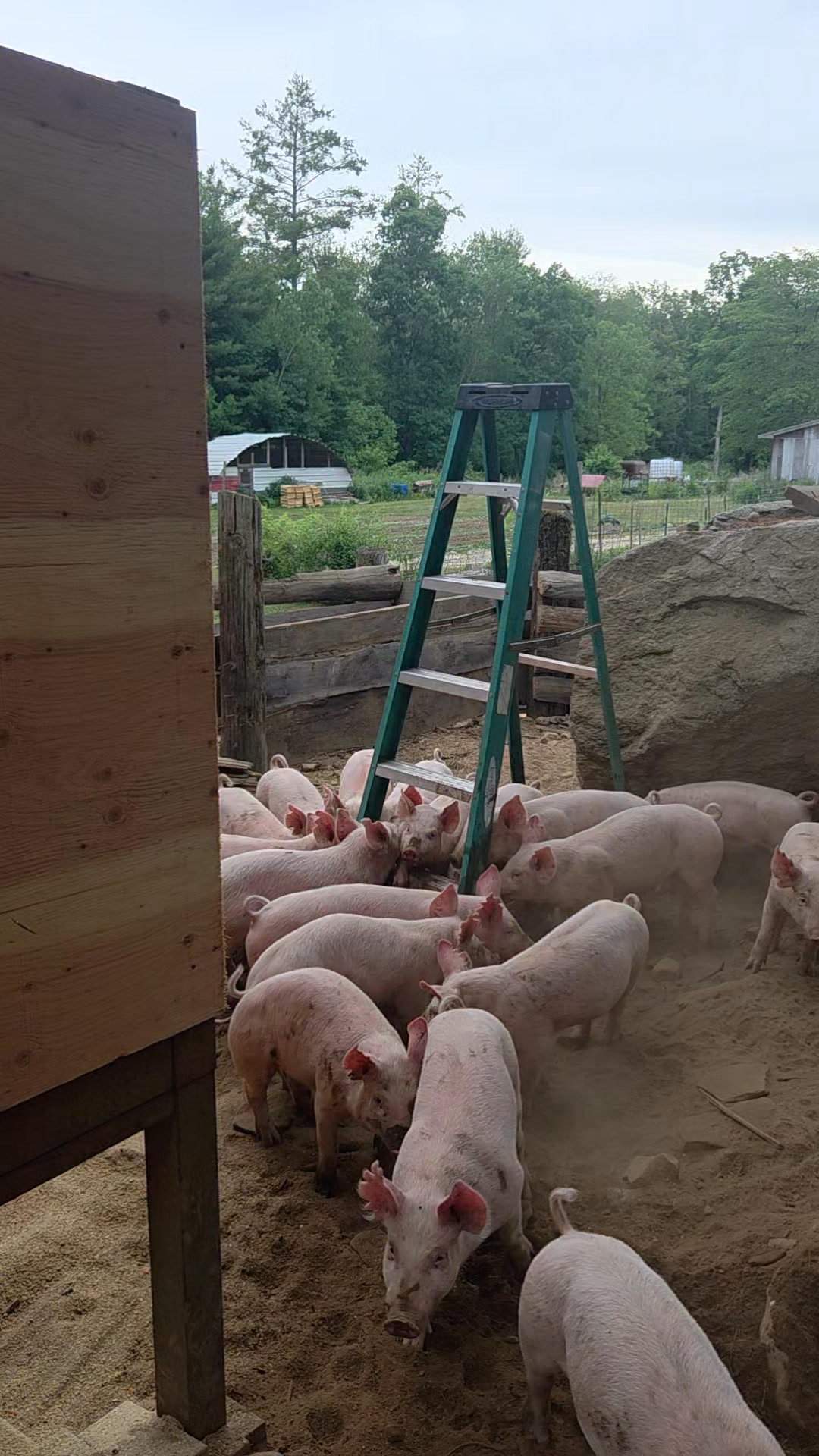 Pigs are one of our favorite animals to watch and hang out with. We were working on the roof of our newly constructed pig feeder and these guys just loved the ladder!
Come out on the weekends, when our farm stand is open, and see these amazing little piglets while they are still little! It won't be long until they are several hundred pounds and a force to be reckoned with.
Simply Growing Food!
