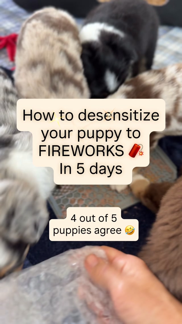 🎆 Fireworks don’t start on the 4th… they start a week before.
I’ve been there.
Years ago, I had dogs that would disappear under the bed the second the neighbors lit a single sparkler (yes she was a 120lb Great Pyrenees 🤣🤣) . Some even needed prescription medication just to get through the holiday (that was my pitty mix, Houla).
Now? I start working with my puppies around 6 weeks old, and fireworks are just another part of life. ❤️
One of the biggest things I want you to notice in this video…
🐶 One puppy gets a little wide-eyed.
👀 He pauses.
❌ I don’t keep popping.
❌ I don’t push the bubble wrap toward him.
✅ I let him decide.
I simply move the bubble wrap within reach and wait.
He sniffs it…
Pauses…
Then chooses to go back to his lick mat.
That choice matters.
Confidence grows when puppies discover, “I checked it out… and I’m okay.”
Don’t rush that part.
✨ Here’s a simple 5-day plan:
📅 Day 1
• One bubble at a time.
• Let your puppy investigate if they pause.
• Lots of yummy licking between pops.
📅 Day 2
• Continue single pops.
• Try both small and large bubble wrap.
• End while they’re still relaxed.
📅 Day 3
• Pop a couple bubbles together.
• Crinkle and gently roll the bubble wrap.
• Keep rewarding calm behavior.
📅 Day 4
• Play low-volume fireworks sounds while doing the bubble wrap game.
• Keep it short and successful.
• If your puppy gets worried, simply lower the intensity.
📅 Day 5
• Slightly increase the volume.
• Mix in different sounds and popping patterns.
• Finish with something fun and easy.
💡 The goal isn’t to “prove they can handle it.”
The goal is to build the thought…
“Weird noises happen… and life goes on.”
Please don’t make their first lesson the neighborhood fireworks display.
Start in your living room.
Keep it a game.
Go at your puppy’s pace.
Give them choices.
You’ll be amazed what a difference that can make. ❤️🇺🇸
#puppytraining #puppysocialization #fireworktraining #sunsethillminiaussie
