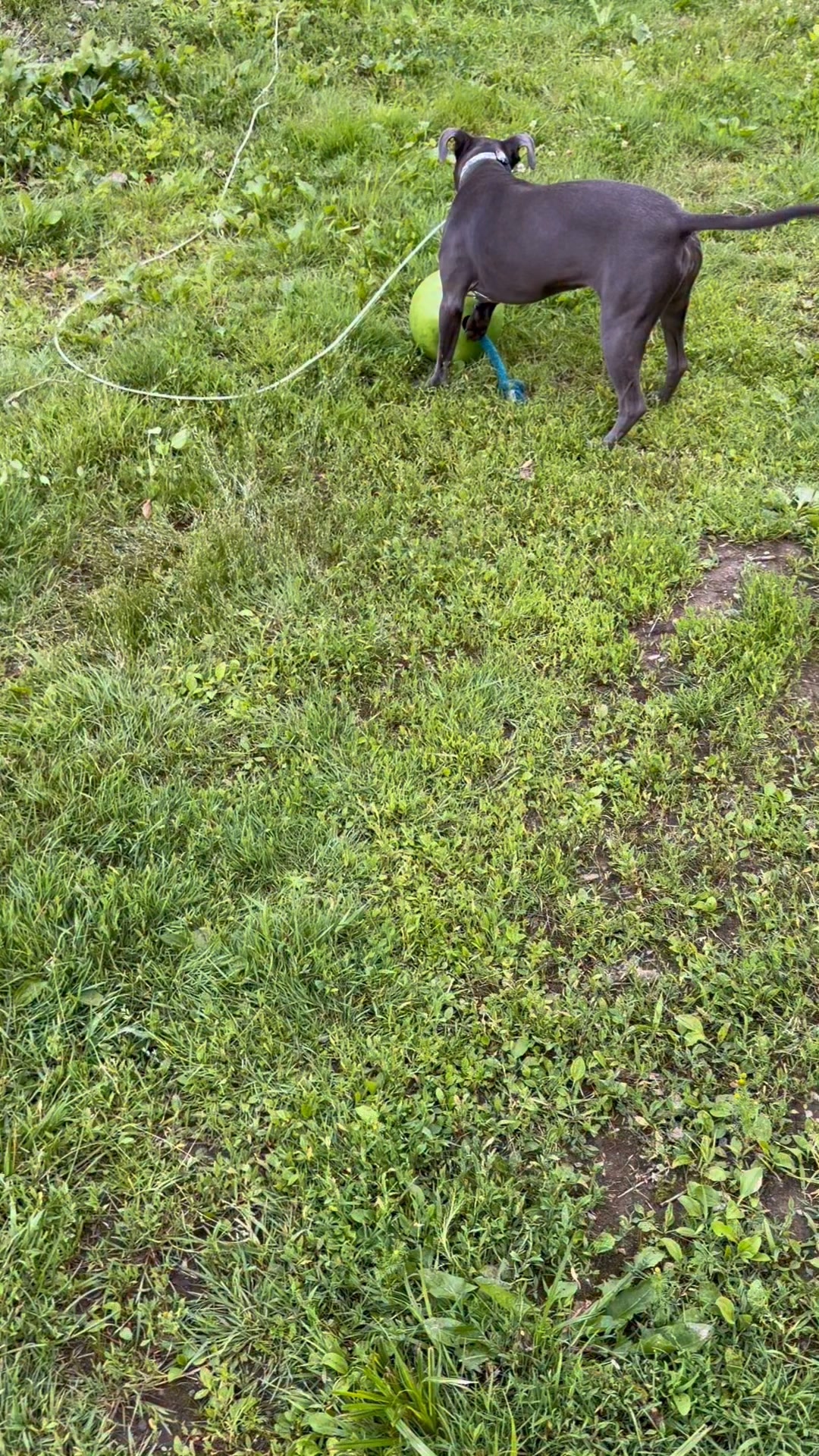 Our latest outdoor obsession;; Jolly Ball!!! Entertaining herself quietly outside! I’m actually kind of shocked with the large litter she was in, that she is so good at entertaining herself 😂