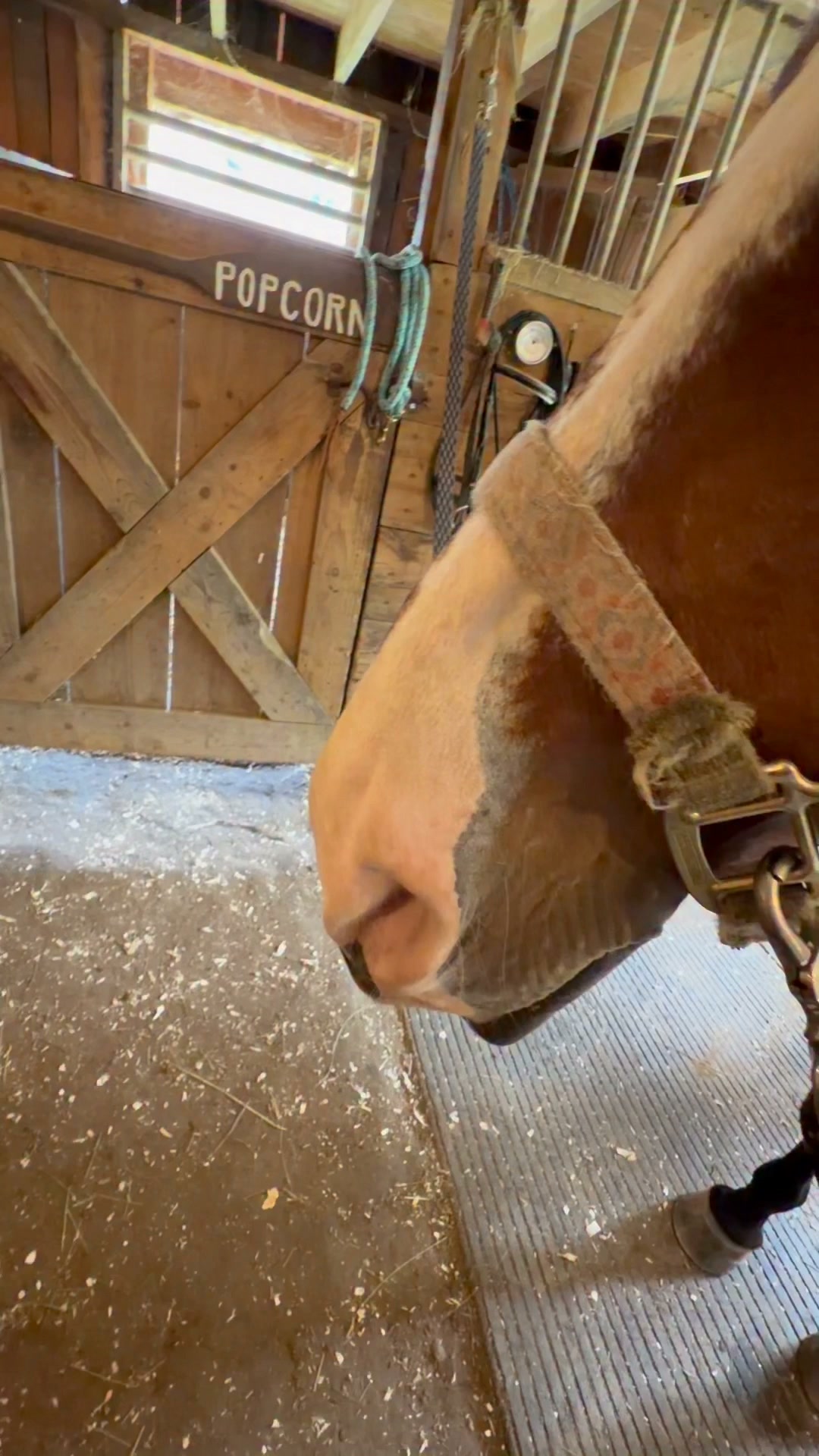 Her post ride sleepies. She is so stinking cute 🥰watch her bottom lip 😂 #aqha #mare #naptime