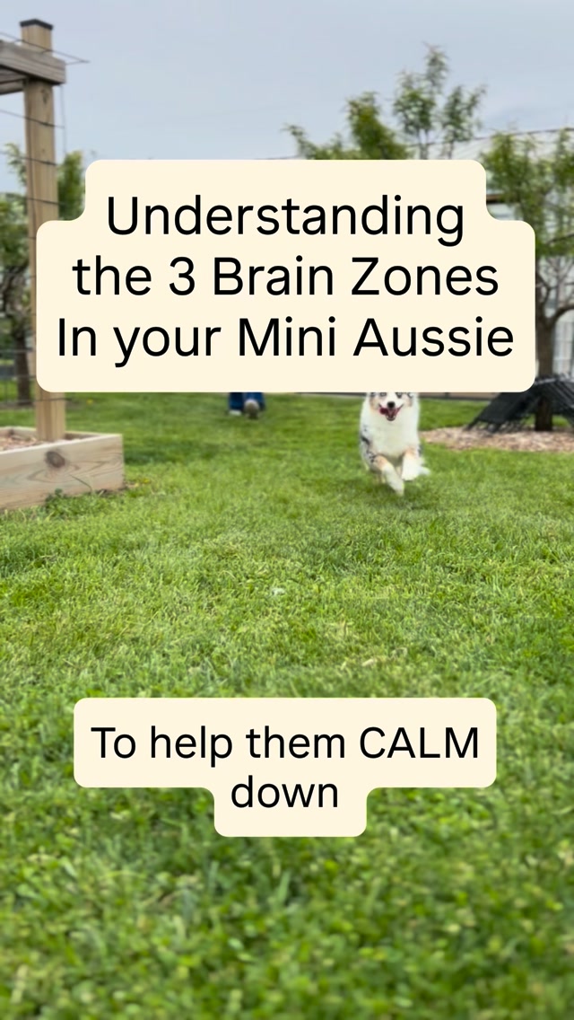This looks cute…
Until it’s happening in your living room at 6 AM. 😅🐾
THIS. Brain Zones.
This is the game-changer for you understanding your Aussie better.
But here’s the thing:
More exercise is not always the answer.
Sometimes your Aussie doesn’t need more running.
They need help learning how to come back down.
Your Aussie doesn’t need a cheerleader…
They need a CALMleader. 👏
That’s why Part 3 of our mental stimulation series is all about choosing the RIGHT brain game for the moment. And we give you a full list of activities for each category!!! No strings attached- because we believe that education + implementation is KEY to a better relationship with your Aussie.
🟢 Green Zone: ready to learn🤓
🟡 Yellow Zone: getting extra😜
🔴 Red Zone: over the top 🤪
The goal is a dog who can think, pause, recover, and settle after the fun.
And friends… that is a skill. 😂
Full Part 3 is now on the blog because it is a bit too long for Instagram’s liking, LOL, to fit in this post. (Yes, apparently IG thinks I’m long-winded HAHAHA, ummmm well, I am) It comes with simple, realistic ways to help your Aussie’s busy brain learn how to calm down.
Blog Link in Bio
#MiniAussieTraining #AussieBrainGames #PuppyEnrichmentGames #SunsetHillMiniAussies #MiniAussiePuppy