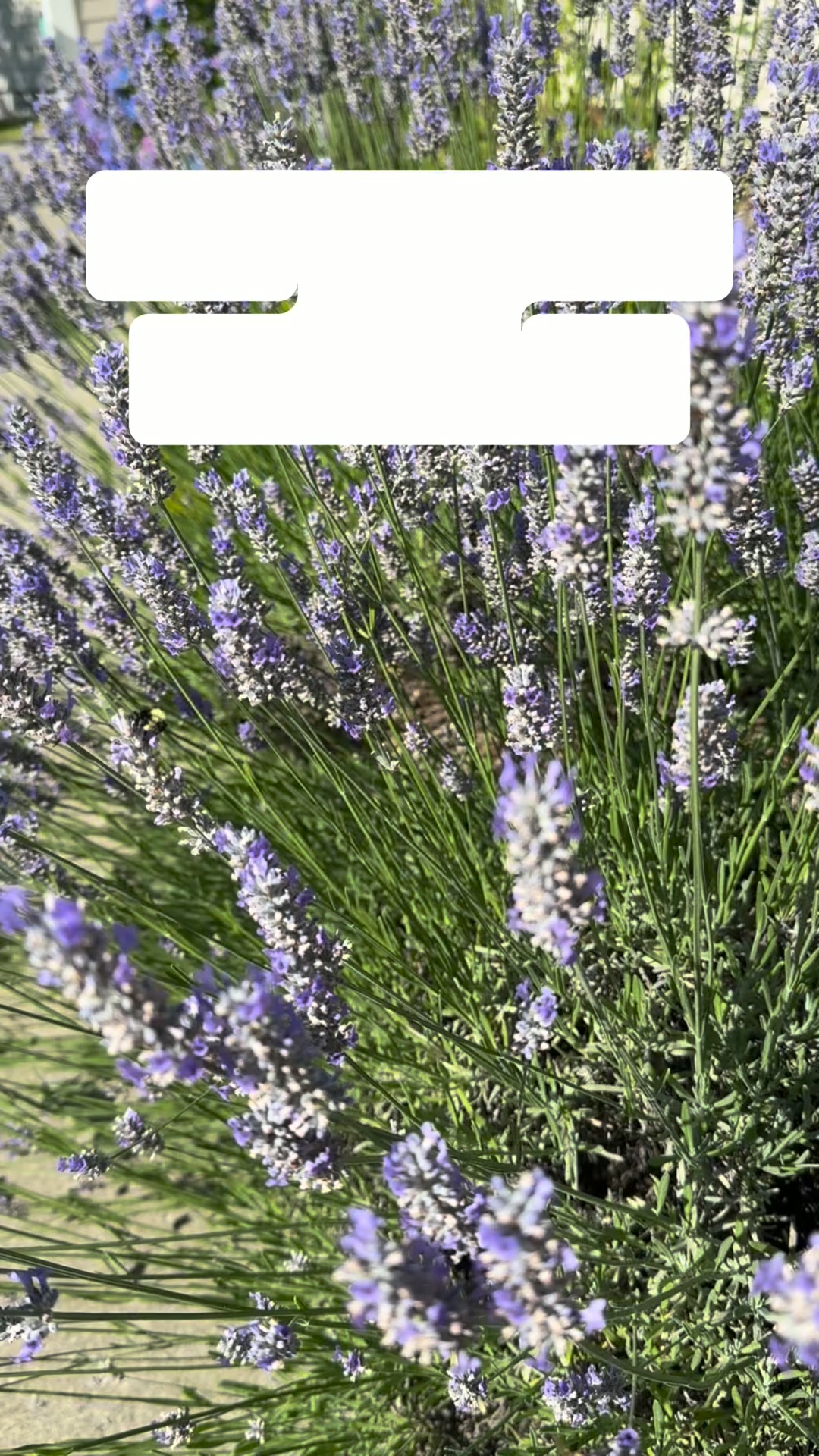 #BumblebeeBreath #BumbleBee #Lavender