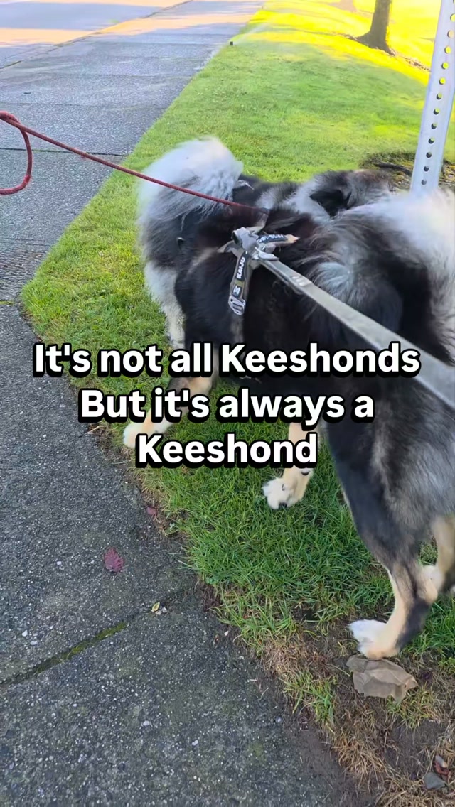 Actually so far in my experience it *has* been every Keeshond, and mom has questions:
- why do they always want to hump me?
- why is it always my face they try to mount?
- and most importantly why do I seem so ok with it?
π€·ββοΈπ€·ββοΈπ€·ββοΈ