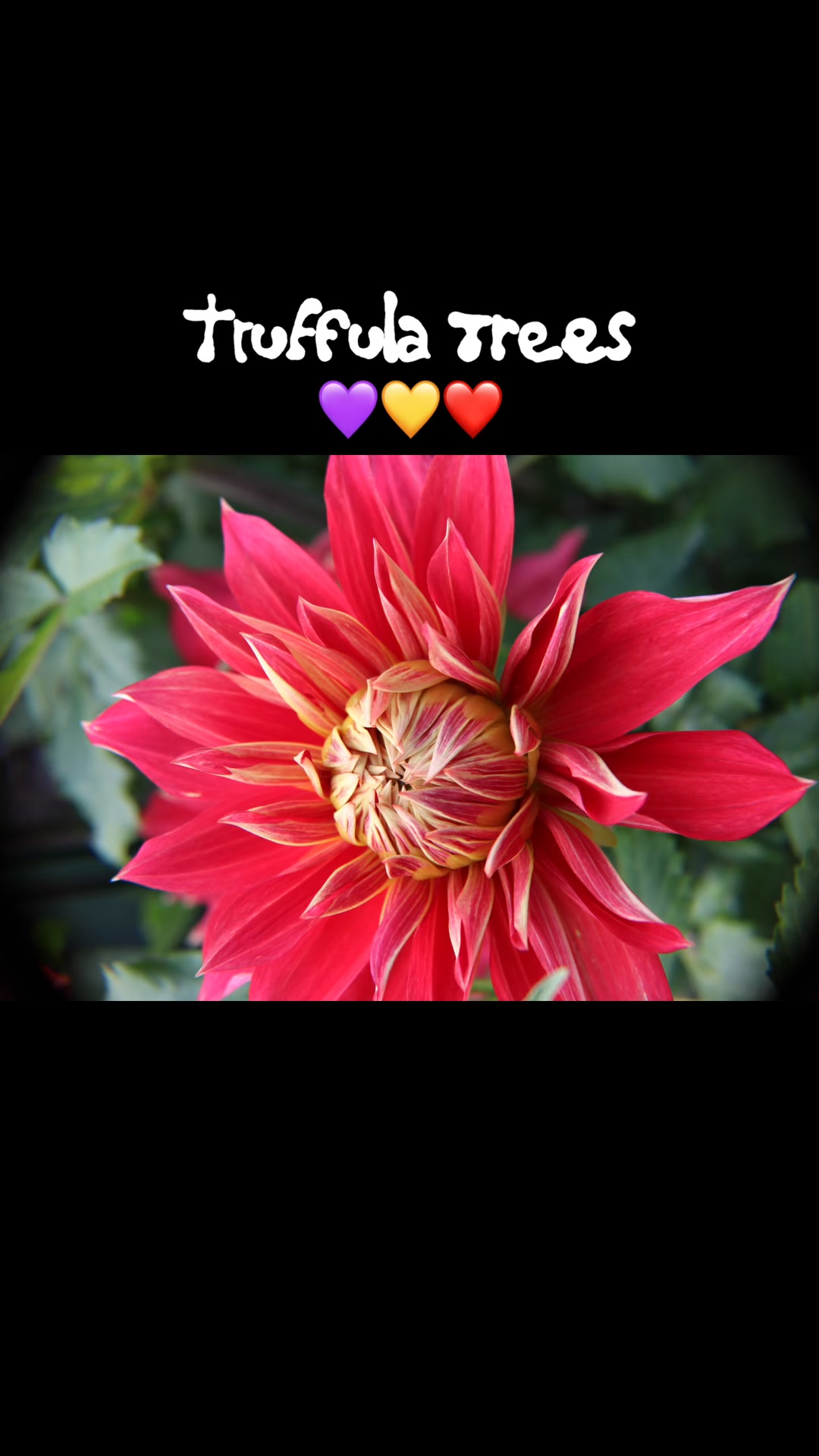 #truffulatrees #lorax #dahlias Point Defiance Park