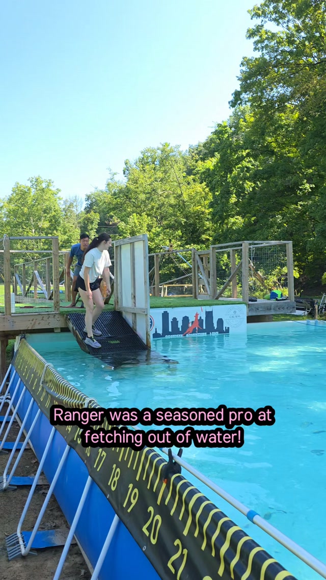 Ranger, a GWP, discovered what dock diving is today! He's spent plenty of time fetching up birds, so it was no problem for him. ๐