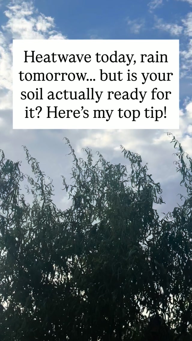 Today might feel as hot as Satan’s bottom burps, but it looks like relief is finally in sight! Temperatures drop tomorrow, and rain is on the radar. WHOOPEE ☔️
That said, I’ll believe it when I see it, we’ve had rain in the forecast for 4 weeks with nothing actually materialising! Plus, after weeks of intense heat, our soil is baked like concrete. If it does rain, most of that water is just going to run off the top instead of reaching the roots.
Learn from my mistake (I foolishly planted lavender right after the second heatwave 🙈) and try this quick soil-prep tip:
Grab a sharp tool: A metal cane, garden fork, or chisel work great.
Aerate the soil: Repeatedly poke holes into your pots, dry borders, and high-priority garden patches.
Let it soak: When the rain hits, the water fills these channel holes and penetrates deep down into the root zone instead of washing away.
Give your garden a fighting chance before the skies open up! 🌿
#GardeningTips #HeatwaveRelief #GardenHack #PlantCare #DrySoilPrep