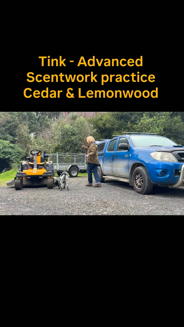 🐾 Nose to the ground and absolutely nailing it!
Before hitting the ring at the Titahi Bay Scentwork Show in Upper Hutt, we did a little warm-up session to get Tink’s nose switched on
On the day, she did not disappoint with 4/4 searches ✅ Exterior ✅ Vehicle ✅ Interior ✅ Containers
So proud of this girl!
Scentwork is honestly one of the most rewarding things you can do with your dog. It’s focused, it’s teamwork, and it works for every dog regardless of age, breed, or energy level. Every dog has a nose, and we just give them permission to use it!
🌿 Want to give Scentwork a go?
Intro to Scentwork kicks off this Wednesday at 6pm — undercover in the Shed, so no weather excuses! 😄
Plus I’m looking for expressions of interest for a brand new Friday daytime Scent Seekers Club — out and about searches in real-world locations to build experience and confidence in different environments. Perfect for dogs who’ve done the basics and are ready for more adventure!
Private coaching and all other classes available too.
Drop me a message or head to the link:
www.activedogs.co.nz
#scentwork #dogSport #activedogsNZ #positivereinforcement #dogsnz