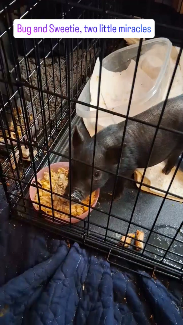 Two little miracles π·π₯Ίπ· These are two babies that almost died from a virus that they they caught from their rescued momma. And look at them today... all thanks to the around-the-clock care from their foster mom Tammy. Bug and Sweetie are slowly gaining weight AND now eating solid food! We are so thankful.
#piglets #miraclebabies #pigsofinstagram