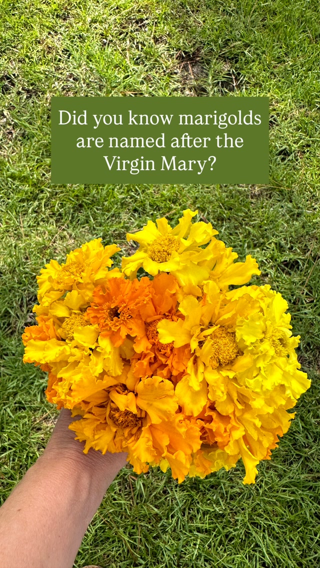 Most people have no idea that marigolds are named after Mary.
For centuries, Christians placed these bright golden flowers on tables and in yards throughout the world. They called them Mary’s Gold, a simple act of devotion offered again and again by ordinary people who wanted to honor the woman God chose to bear His Son into the world.
Over time, Mary’s Gold became marigold. And the tradition of associating these golden flowers with her virtues of purity, love, humility, and obedience has never entirely disappeared.
On August 15th, the Feast of St. Mary the Virgin, bring Mary’s Gold to your own table. It is one of the simplest and most beautiful ways to mark her feast day at home.
Comment “Mary” for more simple ways to celebrate this special day.
.
.
.
.
#virginmary #stmary #saintmary #holymary #holymarymotherofgod