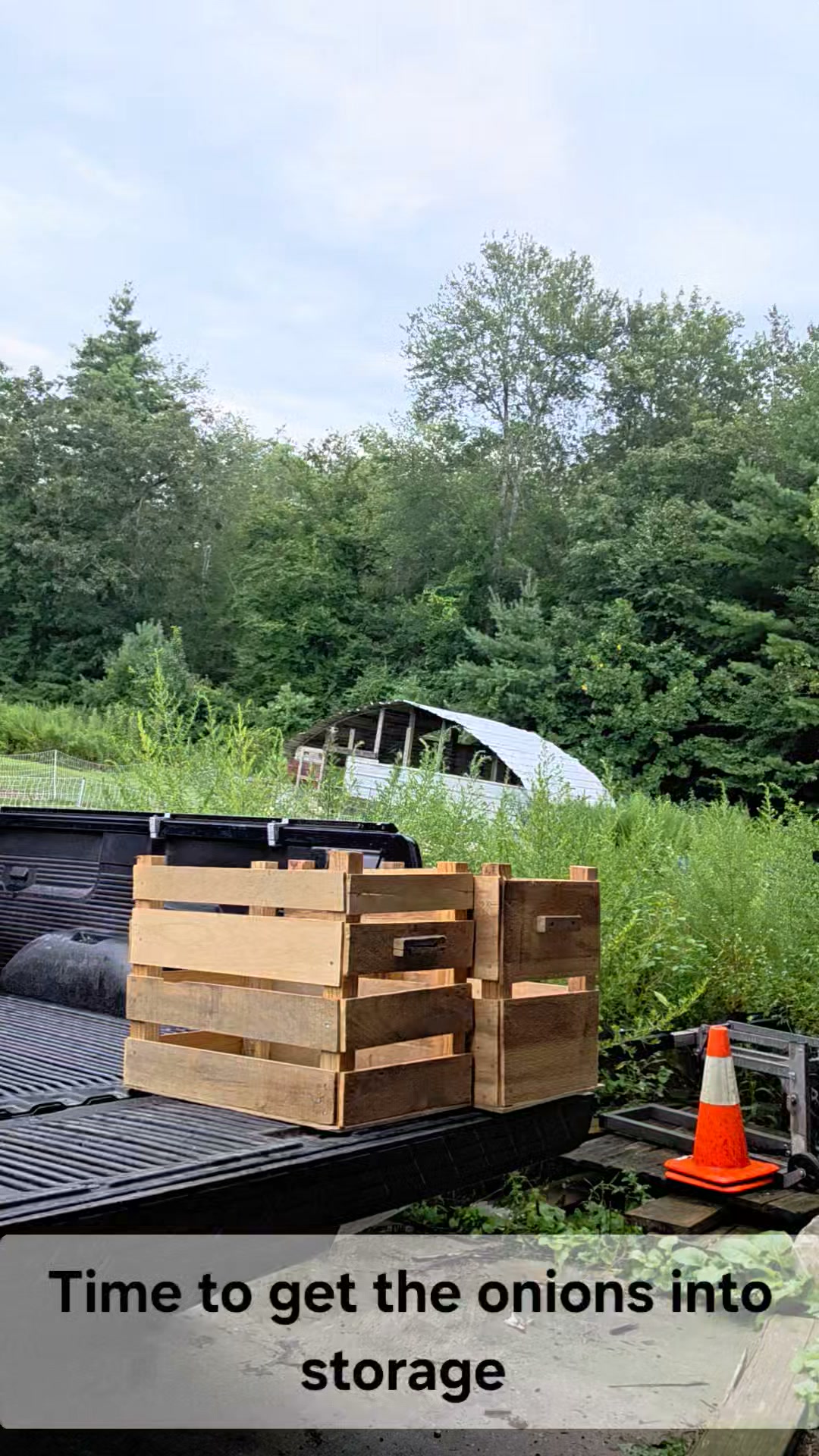 Its that ti.e of year! After letting these onions cure for a couple weeks, they are ready for storage. Onions are one of our favorite crops to grow and eat here at the farm. We put them in pretty much every meal. Good flavor and good for you. Now thats simply growing food!