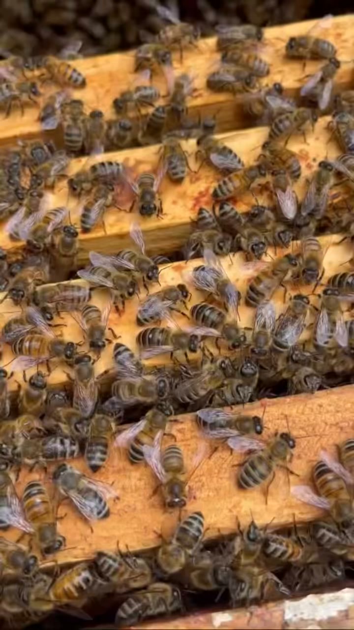 The ancient hum of the hive.
Golden sweetness gathered by the sisterhood.
A place to soften, listen and receive. #MindfulMoments #Apitherapy