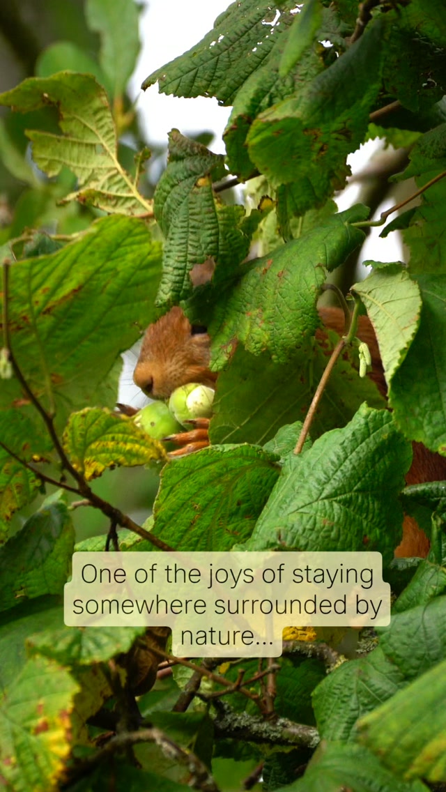 Sometimes the best part of a stay is simply sitting still. 🌿
You don’t always have to head out for a walk or drive somewhere to find nature - sometimes it comes right to you.
This beautiful red squirrel has been making regular visits to the garden, helping herself to the hazelnuts and giving us a lovely reminder to slow down, look closely and enjoy what’s right outside the door.
At The Green Cumbria, nature isn’t somewhere you have to go and find - it’s part of the stay. 🐿️🌿