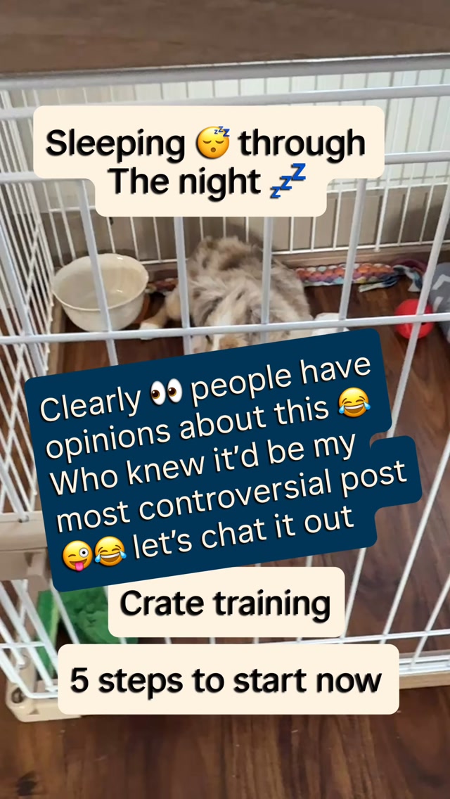 Apparently, people have VERY strong opinions about crate training. 😂
This was BY FAR my most controversial puppy training post…
So let’s talk about it again. 😬
Most people get crate training backwards.
A puppy who sleeps through the night isn’t “fixed” at 10pm… they’re set up all day long.
Here are the 5 moves (and 4 of them happen BEFORE bedtime):
1) Feed every meal in the crate.
Meals = value. Value = comfort. Comfort = sleep.
2) Crate time during the day (while you’re nearby).
Give a high-value bone / lick mat / frozen Kong and let them chill while you’re in the same room.
3) Build duration + let naps happen in the crate.
If they conk out? Great. Let that nap happen in the crate so it becomes their “safe, sleepy place.”
4) Don’t “cry it out.”
For many puppies, “just let them whine” doesn’t teach confidence—it just builds more stress (and can create crate/kennel anxiety).
Instead, the hour before bedtime give your puppy brain games and new training tricks to learn that create a calm, focused brain—and do NOT try to run them around to tire them out.
5) Nighttime = crate RIGHT next to your bed + last-minute only.
Bedroom crate so they can see you. And don’t put them in there early while you’re still moving around.
Crate them when you’re ready to turn the lights off and lay down—then you’re instantly right there.
BONUS: Middle-of-the-night potty = silent mission.
No talking. No hype. No treats.
Out → pee → back in → lights out.
Because your very smart Aussie will absolutely learn that 3AM is party time if you teach them that. 😅
Save this for night 1️⃣, tag a new puppy parent, and tell me—are you team “crate in the bedroom” or were you told to put it in another room?
I was told for years to just let the puppy cry it out in the other room, and it was a flip of a coin whether it worked or made the dog a train wreck.
This method? It’s what I use now. And I’ve had FAR better results building comfort with the crate before ever expecting a puppy to happily sleep there all night.
#puppytrainingtips #cratetraining #miniaussiepuppy #cratetrainingsuccess #newpuppyparents