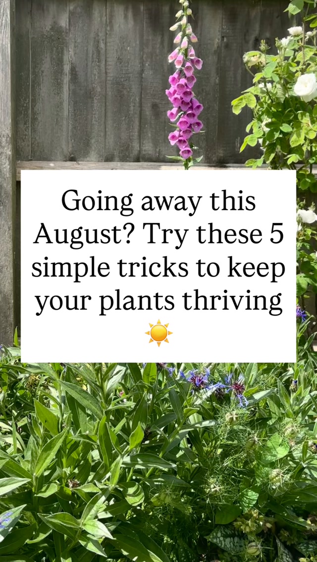 August is peak holiday season, but going away doesn’t mean coming home to a dead garden! A little prep before you head out makes all the difference:
Deadhead & Prune: Trim dead leaves and faded flowers so your plants don’t waste energy trying to keep themself alive.
Soak Hanging Baskets: Set them in buckets of water before you leave so they don’t dry out completely.
DIY Bottle Drip: Fill 2L bottles with water, flip them upside down, and push the neck deep into your pots for a slow-release watering system.
Move & Group Pots: Place movable pots together into shallow trays or old welly trays filled with water in a shady spot.
Call a Neighbour: Ask a friendly neighbour to do a quick midweek check-in just in case!
Enjoy your trip knowing your green space is set up to survive! ✈️🌱
#GardenCare #PlantHacks #SummerGardening #HolidayPrep #GardeningTips