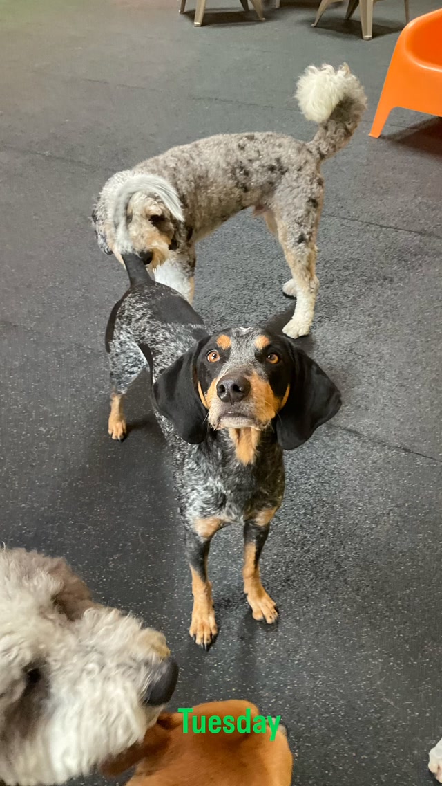 Welcome. We say hello to you on a lovely Tuesday
#gooddogplaycare #doggiedaycare #sfdogwalker #dogsofinstagram #pereubu
@smartypup_sf @pereubuofficial @the.motherpupper