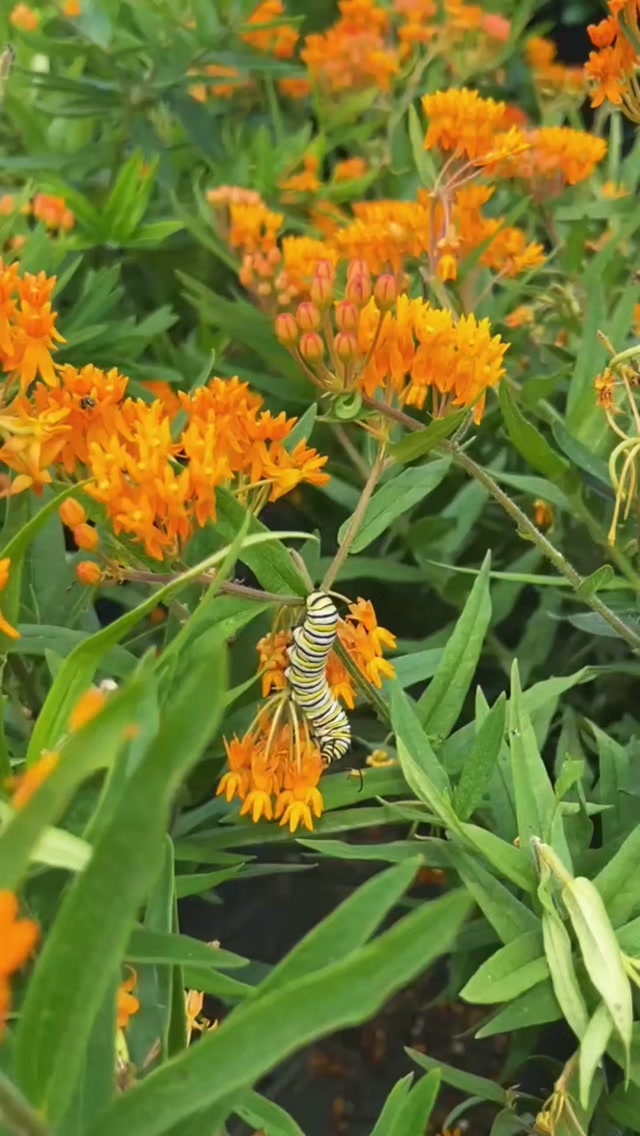 How many did you count? We might have missed a few! 😅🌼🐛🦋
We've been growing Butterfly Weed! This perennial is a host plant for Monarchs. Monarch butterflies lay their eggs on this plant, and then the caterpillars eat from it. It will be available later this week for purchase, and we can't guarantee you won't take home a Monarch caterpillar with ya!😊🫶