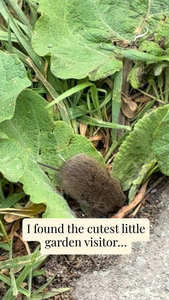 👩🏽🌾 Meet my tiny garden visitor 🥹
I spotted this little one while I was gardening and I think it’s a young vole, but I’m definitely not claiming to be a vole expert!
Look at those tiny little ears and that ridiculously small tail.
One of the things I love about gardening is that you’re never quite sure what you’re going to find hiding amongst the plants.
Have I correctly identified this little guy?
#thegranarygarden #cottagegarden #wildlifegarden #vole #babyanimals