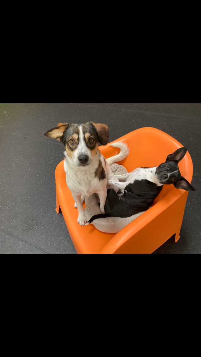 A lazy “Flashback Friday” for you all
Have a great weekend 😊🥰
#gooddogplaycare #doggiedaycare #sfdogwalker #dogsofinstagram