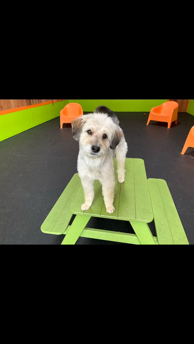 Thursday
This just in…. Rudy is magic, Hutch does not want Simon to kiss him on the mouth and we party.
#gooddogplaycare #doggiedaycare #sfdogwalker #sanfrancisco #talkingheads
