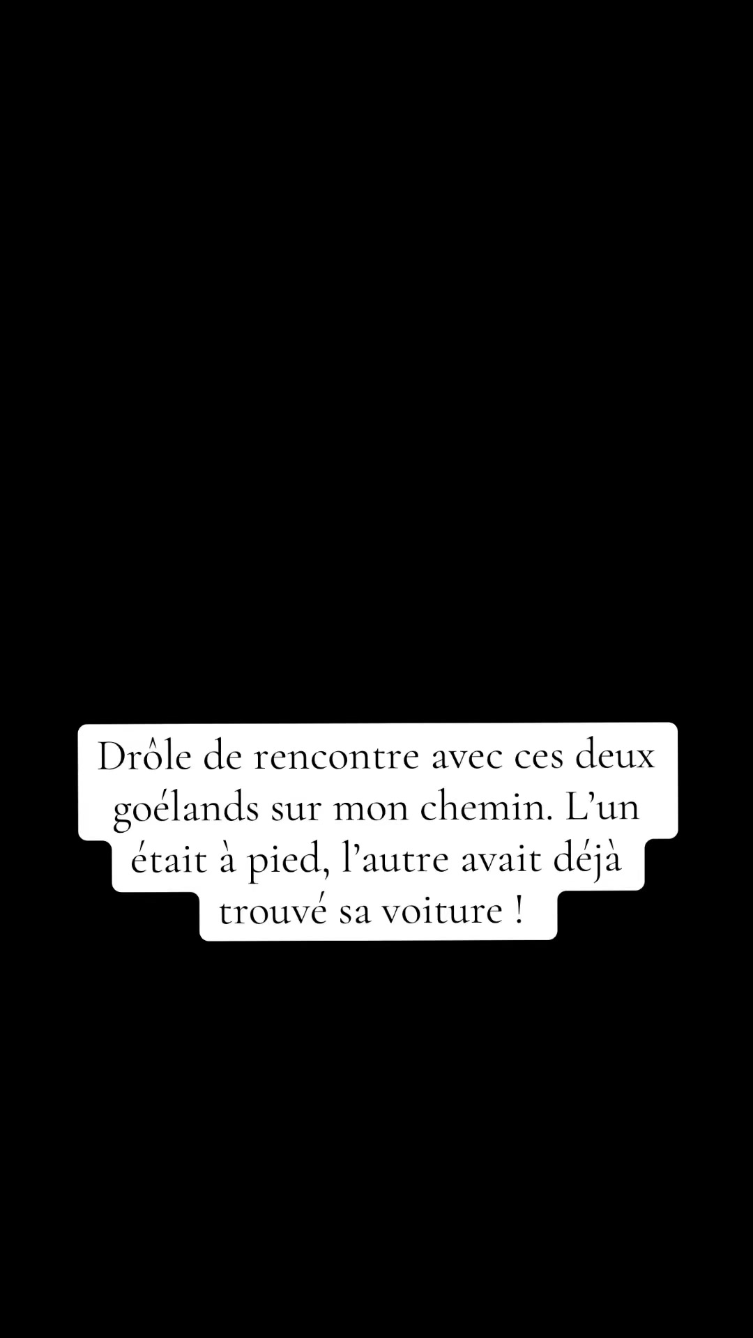 Je marchais tranquillement quand je tombe sur le premier, posé au milieu du chemin comme s’il était chez lui. Quelques mètres plus loin, je découvre sa mère déjà installée sur une voiture. Visiblement, ils n’avaient pas choisi le même moyen de transport !
#StoryDuJour #RencontreInattendue #Goélands #LacDeNeuchâtel