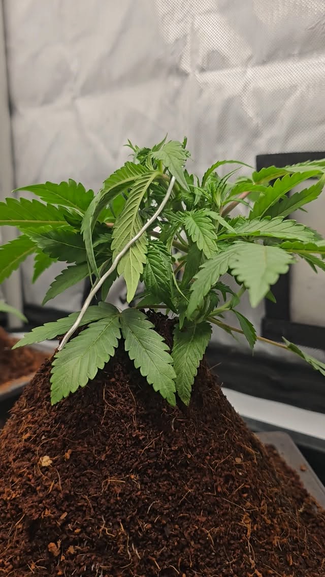Told you I'd show the work between streams, so here it is. π±
Two things happened since Thursday.
The horseshoe anchor I put in on stream got pulled straight out of the medium. The plant just won that one. Swapped it for a string anchor instead, which spreads the load differently and isn't relying on a single point holding in loose medium.
I also took a few branches off. She's showing early signs of flowering, and the vigor that comes with that means she'll shrug off a trim right now rather than sulk about it.
That's the honest version of this hobby. Things you set up on camera don't always hold, and you adjust.
Next stream we keep going.
Thanks as always to @_mephistogenetics for hosting the grow-off and for the genetics, and to @acinfinity for the 2x4 kit. Code CANNABONSAI gets you 10% off at both.