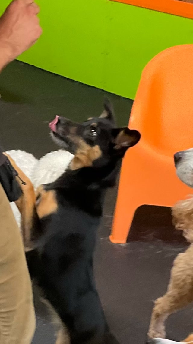 Happy National Dog Day ❤️
#gooddogplaycare #doggiedaycare #sfdogwalker #sanfrancisco #nationaldogday @padmebananakin @dentonxu_ @melanielord.sf @kenoistic @greta.rechtin @msr2012 @paxthesheepie @ergropman @typical._teddy @arianbehzadi @germ_roper @tonioab_sf @ridley_thedoodle @baxtersbuddy @rooodlenooodle @fogcityfinn @hutchynoodle @cslechta1 @juslechta @eldwickthehound @houseofbaowow @annewalkerfilmphotos @wonghengkit @____lockhart____ @roz_farrah_gonzalman @calluna_blue @kooky_ha