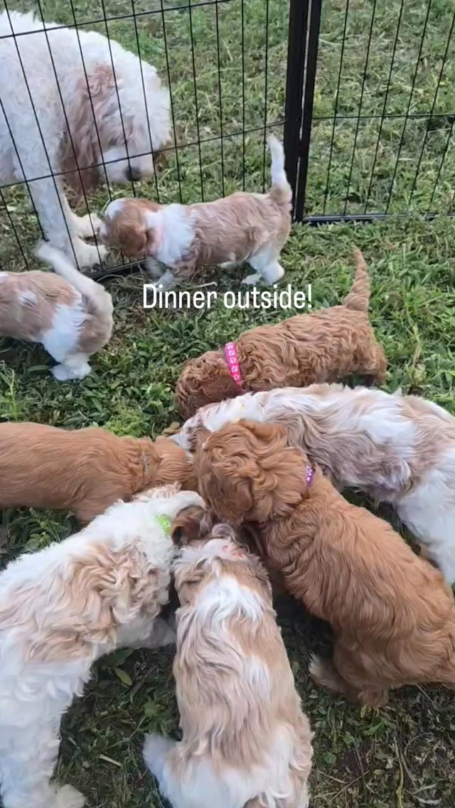 #cavapoo #puppies #puppypawscolorado #doodlepuppy #puppylove