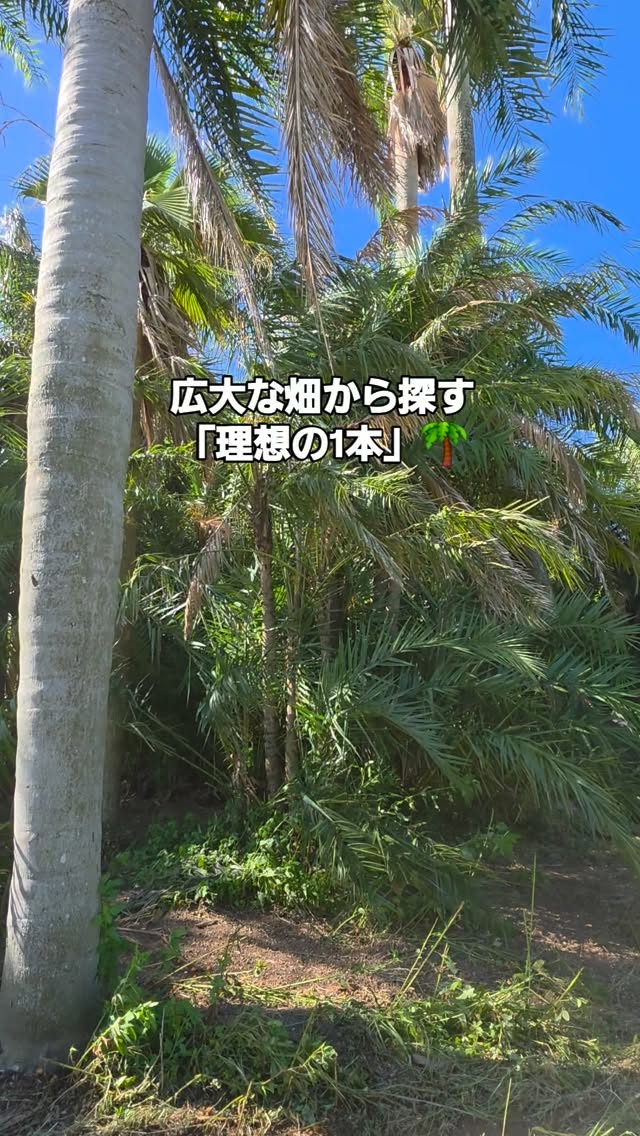 \ヤシの木はどこからやって来る?🌴✨/
広大なヤシ畑へ直接足を運び
1本ずつ厳選!👀
幹の太さや樹形を確かめ
重機で丁寧に積み込んで
埼玉のHAPPINESS へ運びます🚚✨
「実物を直接見て、比べて選びたい!」という方
ぜひ完全予約制の展示場へお越しください😊🌴
🌿 ご来店は完全予約制です
ご予約・お問い合わせは
プロフィールのリンクよりお気軽にどうぞ♪
👉 @happiness_garden_in_honjyo
🌴 HAPPINESS GARDEN(ハピネスガーデン)
埼玉県神川・本庄を中心に
南国リゾート風のお庭づくり
ヤシの木販売を行っています
#ヤシの木
#ココスヤシ
#ヤシの木販売
#ドライガーデン
#ハピネスガーデン