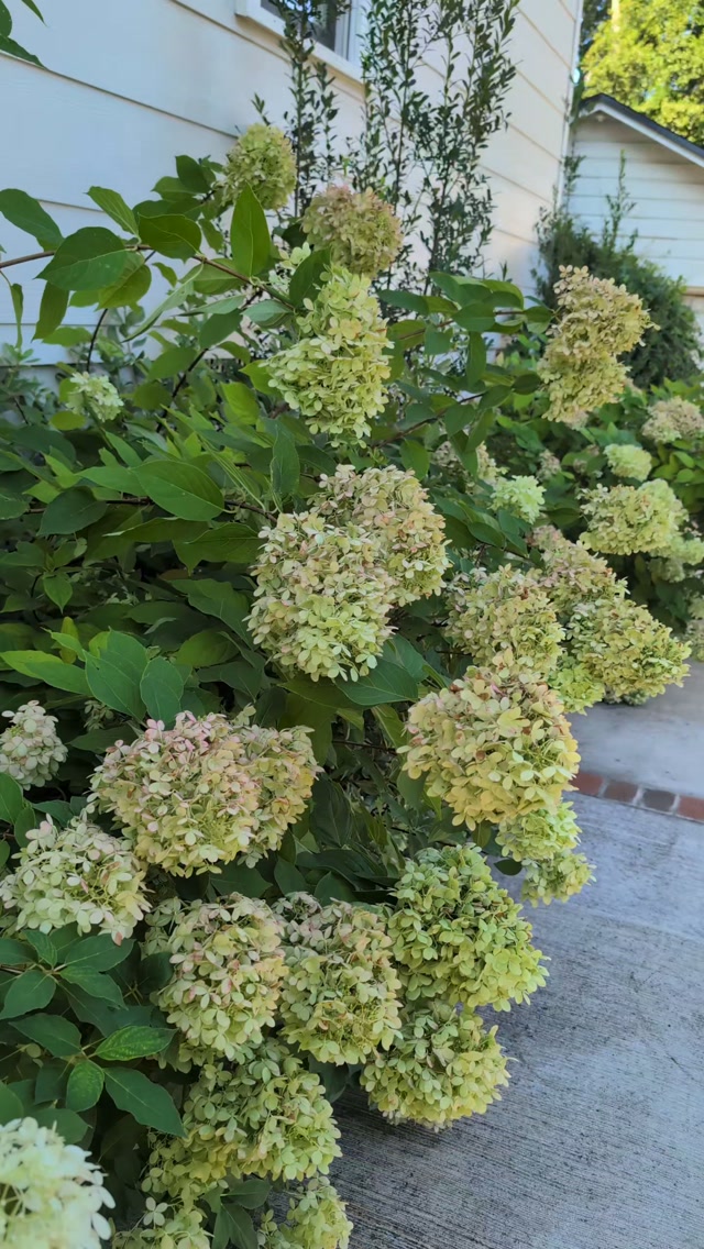 Is this arrangement too big? 😂 These antique hydrangeas are STUNNING, and I just had to create a bold statement piece in my antique silver champagne bucket. I'll let these hydrangeas continue to dry in the bucket (without water) and will use them in my autumn garland in a couple weeks. But for now, I'm enjoying the drama they bring into my home!
#driedhydrangeas #antiquehydrangea #hydrangeaarrangement #falldecor