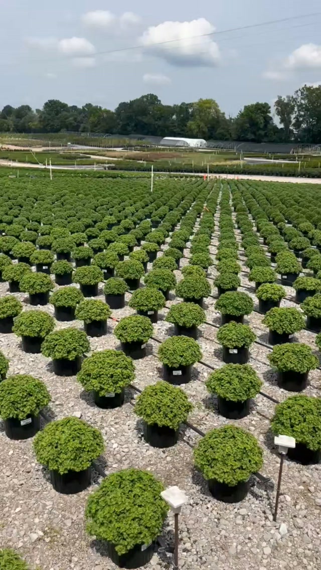 🌼G☆I☆V☆E☆A☆W☆AY🌼
How many Mums do you think we are growing this year?
☆Share your guess in the comments below!
☆Tag two friends in the comments
The person who guesses closest will receive one free 10" Mum once they arrive at the garden center from our growing fields! *LOCAL ENTRIES ONLY, as we do not ship.* This contest ends August 31st! 🌼
