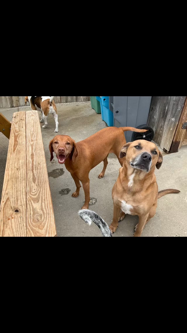 We love the everyday things 😘
#gooddogplaycare #doggiedaycare #sfdogwalker #dogsofinstagram #theplimsouls