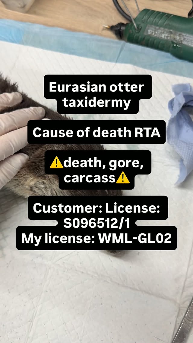 Really interesting commission. A Eurasian otter preserved for educational purposes. It was sadly hit on the side of the road. Now he can be admired for many years to come. I’m showing some aspects of the process here. Hope you enjoy thanks.
My license: WML-GL02
Customers license: S096512/1
#otter #taxidermy