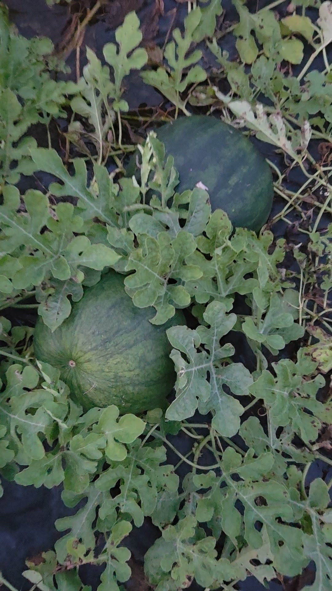 Watermelon harvest is looking decent again this season!
#watermelon #farmlife #melons