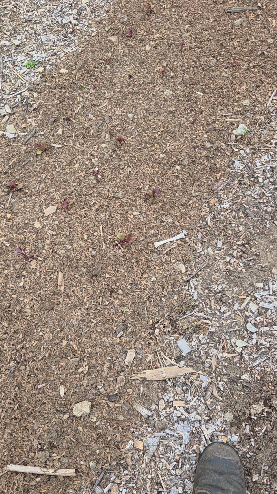 Many things go into quality compost and sometimes that's chicken
#compost #permaculture #marketgardening
