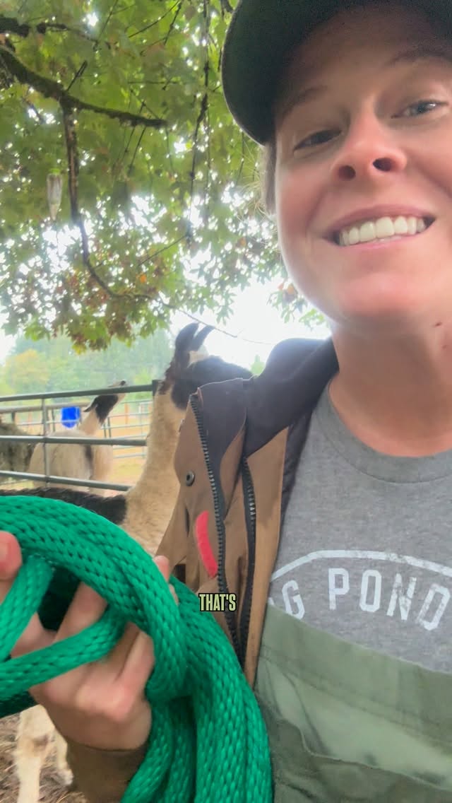 Thank you for an incredible 2026 Llama Walk Season! We are humbled by the outpouring of love for our llamas and have enjoyed every moment of sharing them with you all on the trail. 💚🦙🌲
Cheers to 2026 and see you again in 2027!
Want some llama time this fall? Don’t forget to check out our Pumpkin Patch! Each weekend there are free-roaming llamas in the patch and you can test your skills at Llama Obstacles, leading your own llama through an obstacle course!