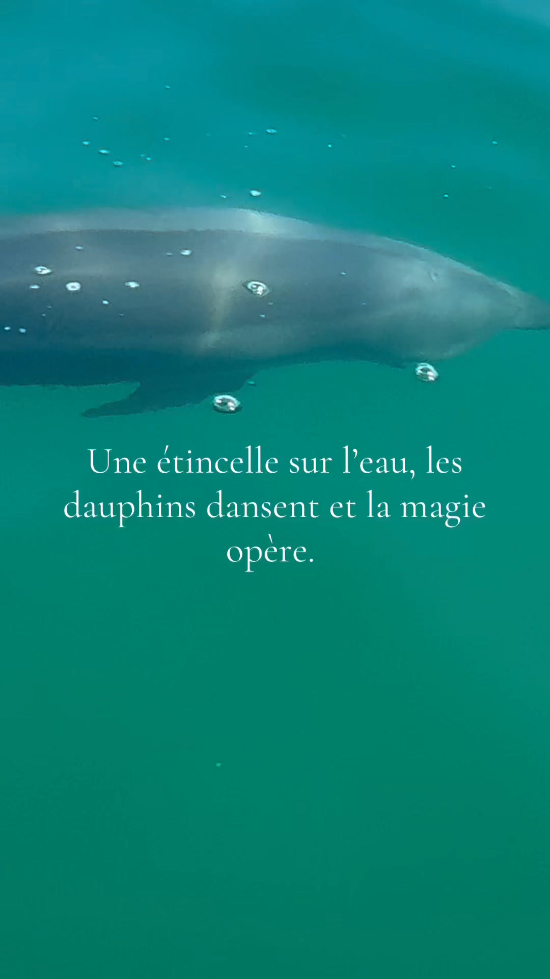 Il suffit parfois d’un instant, d’un éclat de lumière et de quelques dauphins pour sentir que la vie nous offre des moments précieux.
#Dauphins #MagieDeLaVie #Étincelle #Océan #Mer #Liberté #InstantMagique