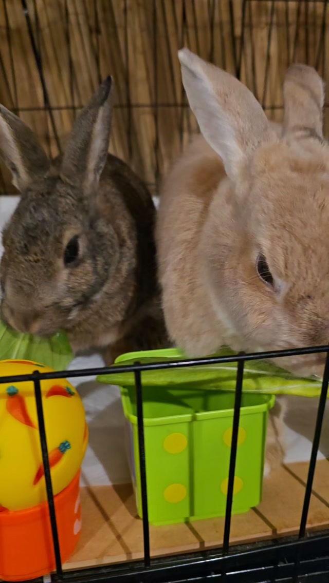 #thecoolbunnysitters #petsitting #bunnylovers #bunny #petcareservices
Look how is back!! Harley and Chipmunk 🐿 😍 🐰🐇, aren't they just adorable? Cutest at its finest
Love to see you back at our hotel...enjoy the VIP service