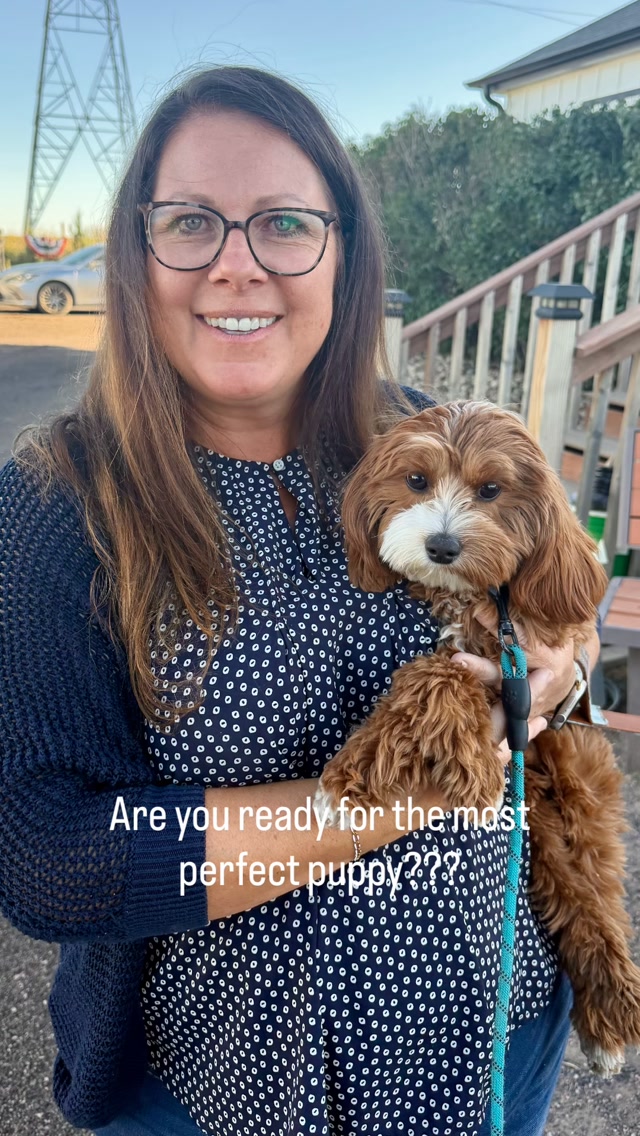Cavapoo puppies arriving 9/22!!! Here is a glimpse of Penny and Louie’s last puppies and how they have grown up!#cavapoo #puppies
