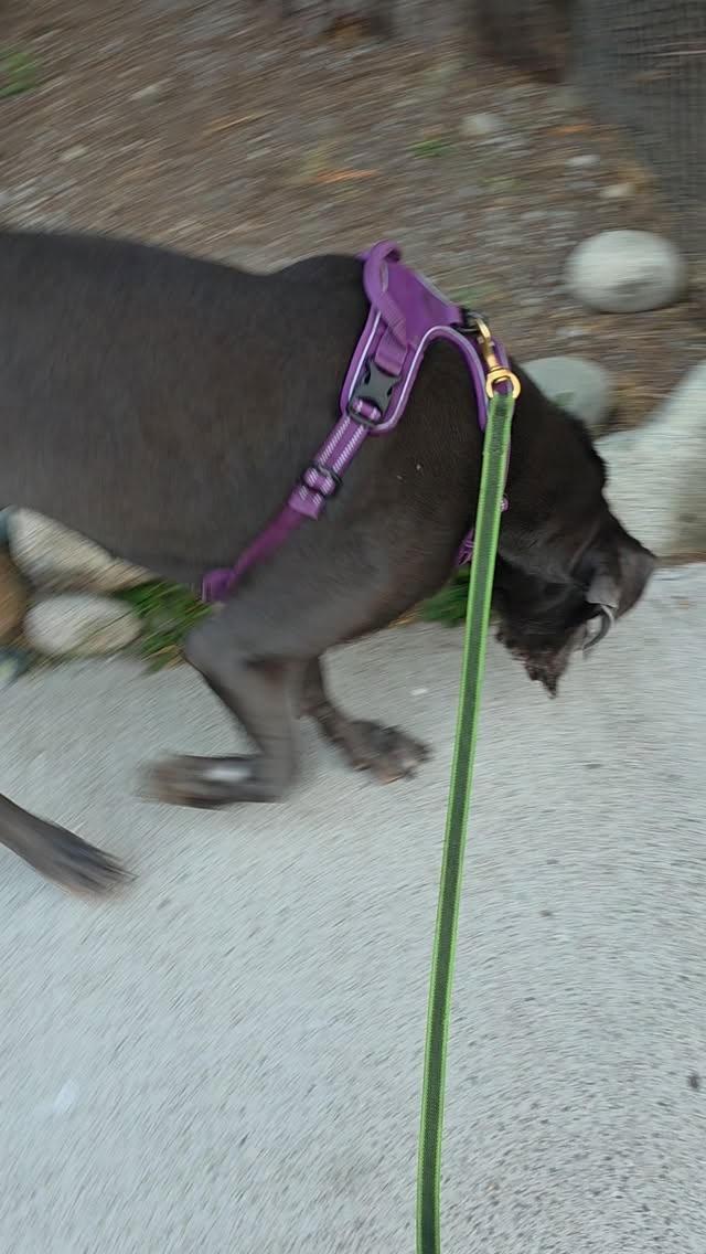 15 minutes. About 0.5 km. And a whole lot of feelings. 🫠
This is a hyperlapse of just a small stretch of our morning walk.
When the work stops, the feelings can creep back in.
And that’s exactly why I don’t believe in the idea that once your dog “knows” something, you should stop reinforcing it.
Daisy and I have worked HARD on being able to exist out in the world together. In January, she wouldn’t even take treats outside.
Now? On a 30–60 minute morning walk, we might go through an entire bag of treats.
And some days, she barely takes any.
Do I see that as a problem?
Absolutely not.
Why would I?
What’s wrong with carrying food and continuing to reinforce behaviours you’ve worked so hard to build? What’s wrong with helping your dog when they need it, even when they’re “doing well”?
💥MAINTAINANCE MATTERS!💥
Dogs don’t graduate from having feelings. Their environment changes. Their stress levels change. Their ability to cope changes. Some days are easier than others.
I’d much rather keep the support in place than wait until things fall apart and wonder where all that progress went.
The goal is to have a dog who can keep feeling safe, successful and supported out in the world.
And if that means Daisy, at 7 years old, gets a whole bag of treats on our morning walk?
Cool. 🍗
We’ll call that a pretty damn good investment.
