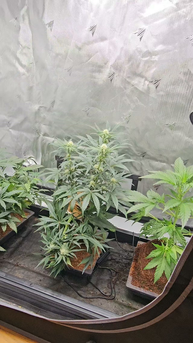 The Mephmosa with the tree house is looking healthy.
We're well into flower now and the stretch has basically stopped, which means the shaping phase is mostly behind us. Everything structural got decided in the last few weeks. From here it's maintenance and letting her fill in.
That's always a strange moment in a grow like this. Most of the work is done and the plant just needs to be left alone to finish what you set up.
The @acinfinity tent has been rock solid through all of it, and the Tray2Grow from @autopot_global has made feeding a non-issue. With pots this small, consistent watering matters more than almost anything else, and it just handles it.
Genetics from @_mephistogenetics. Code CANNABONSAI gets you 10% off at all three.