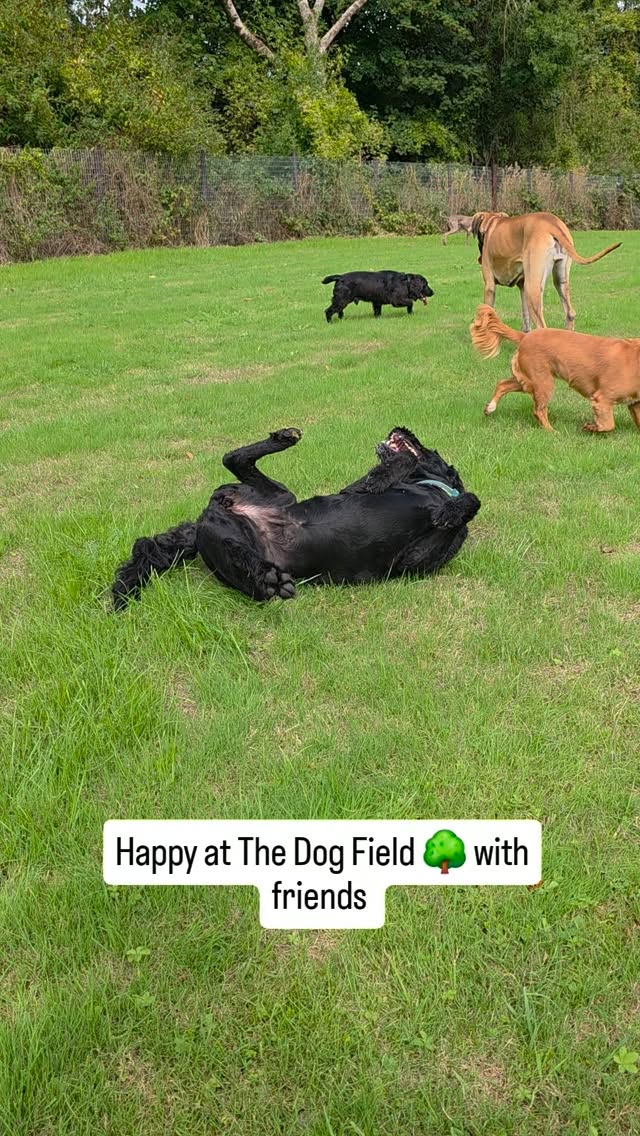 Happy at The Dog Field π³ with friends.